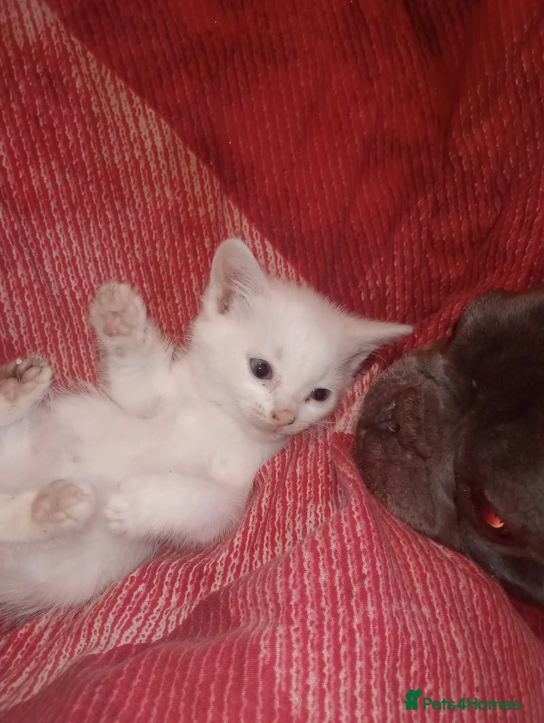 Mixed Breed cats for sale: 5 gorgeous playful male kittens,  in Llanybydder - Advert 2