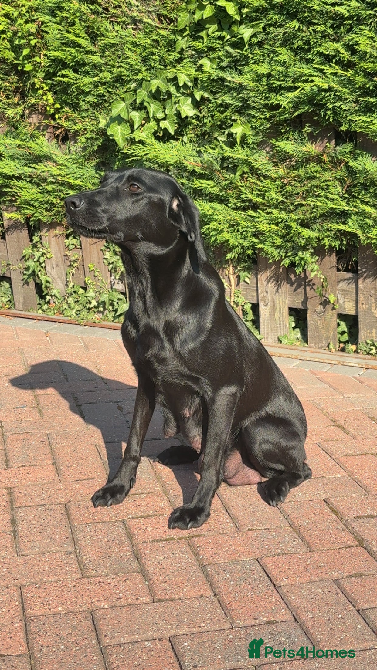 Labrador Retriever dogs Labrador - Advert 2