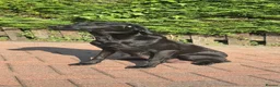 Labrador Retriever dogs for sale: Labrador - Advert 8
