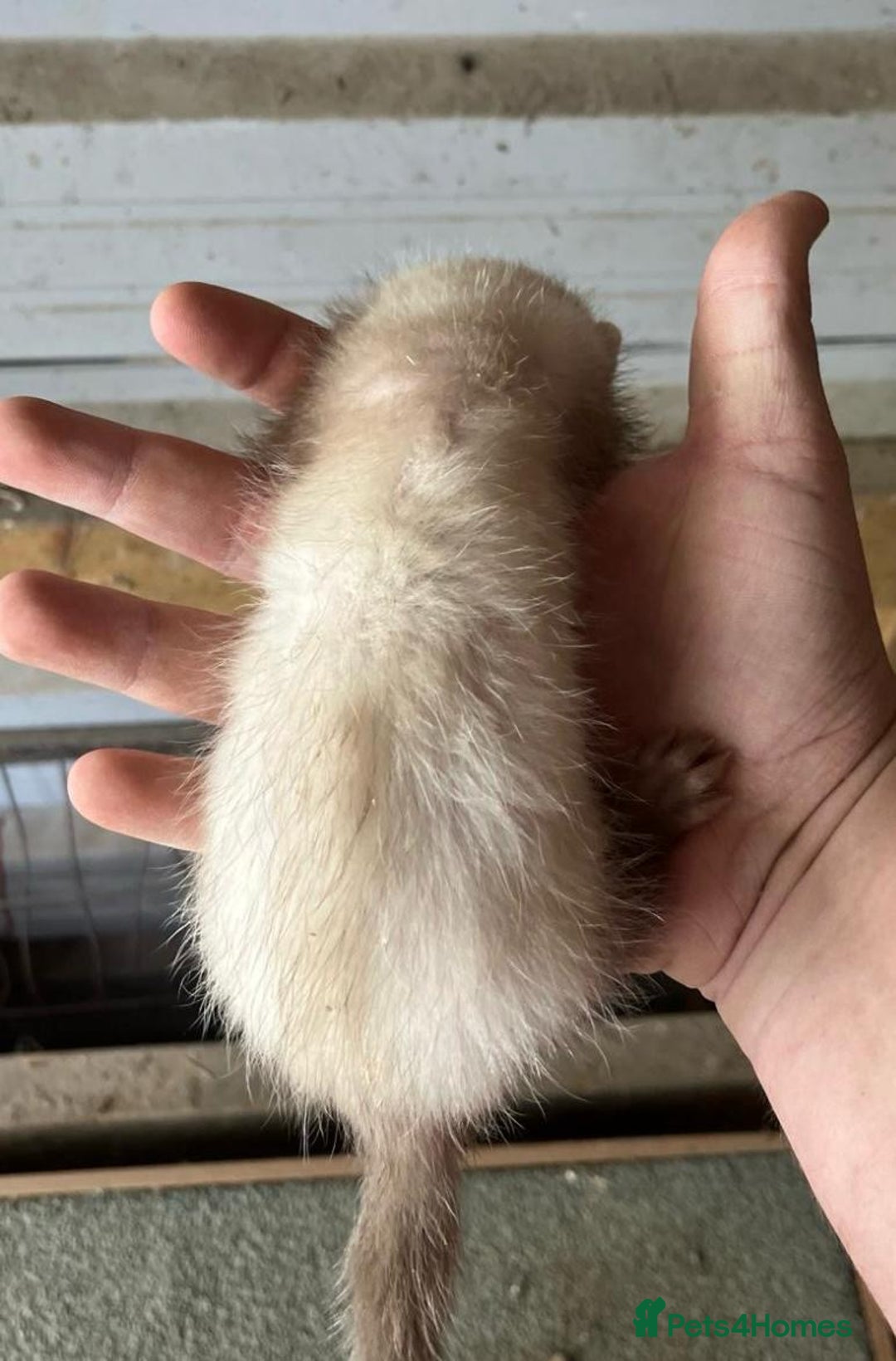 Ferret rodents for sale: Ferret Kits Available - Image 8
