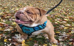 English Bulldog dogs for stud: REGGIE in Bilston - Image 6