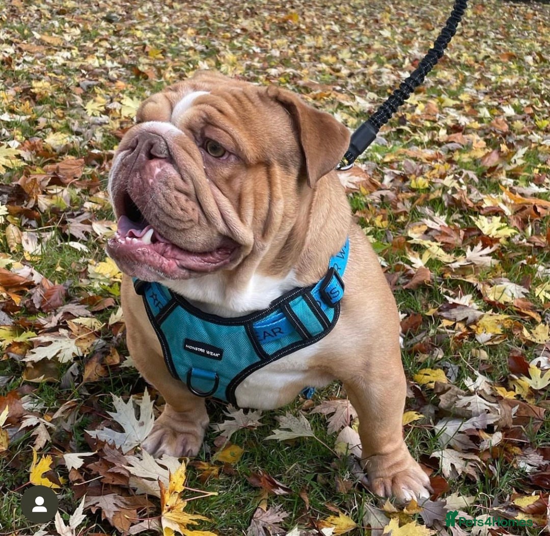 English Bulldog dogs for stud: REGGIE in Bilston - Image 6