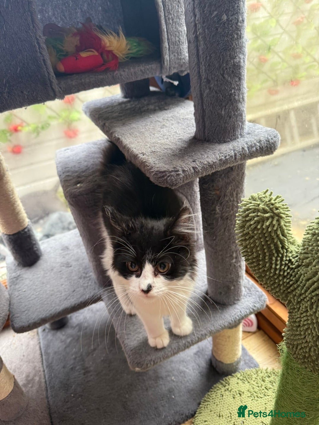 Mixed Breed cats for sale: Zeus is looking for a new home  - Image 2