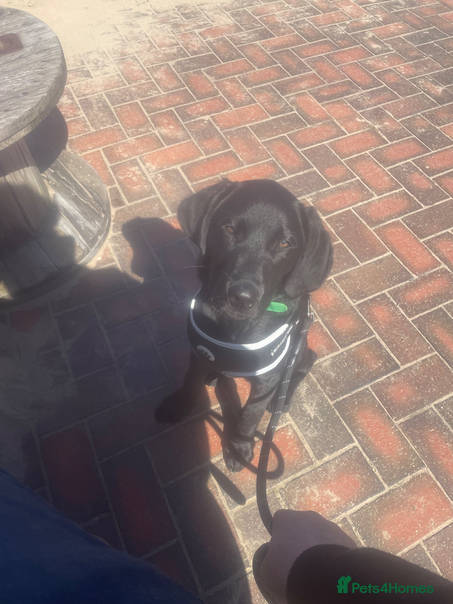 Labrador Retriever dogs Gorgeous 4month old black lab - Advert 7