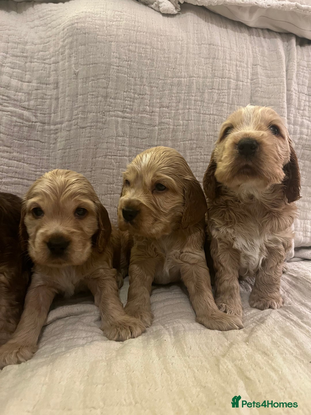 Cocker Spaniel dogs for sale: Adorable show type cocker spaniel pups - Advert 14