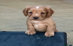 Cocker Spaniel dogs for sale: Out standing  Health tested working cockers  - Image 8