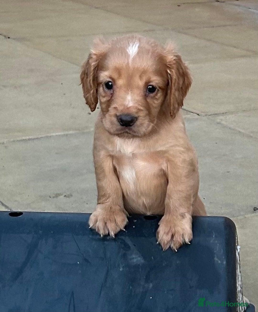 Cocker Spaniel dogs for sale: Out standing  Health tested working cockers  - Image 8