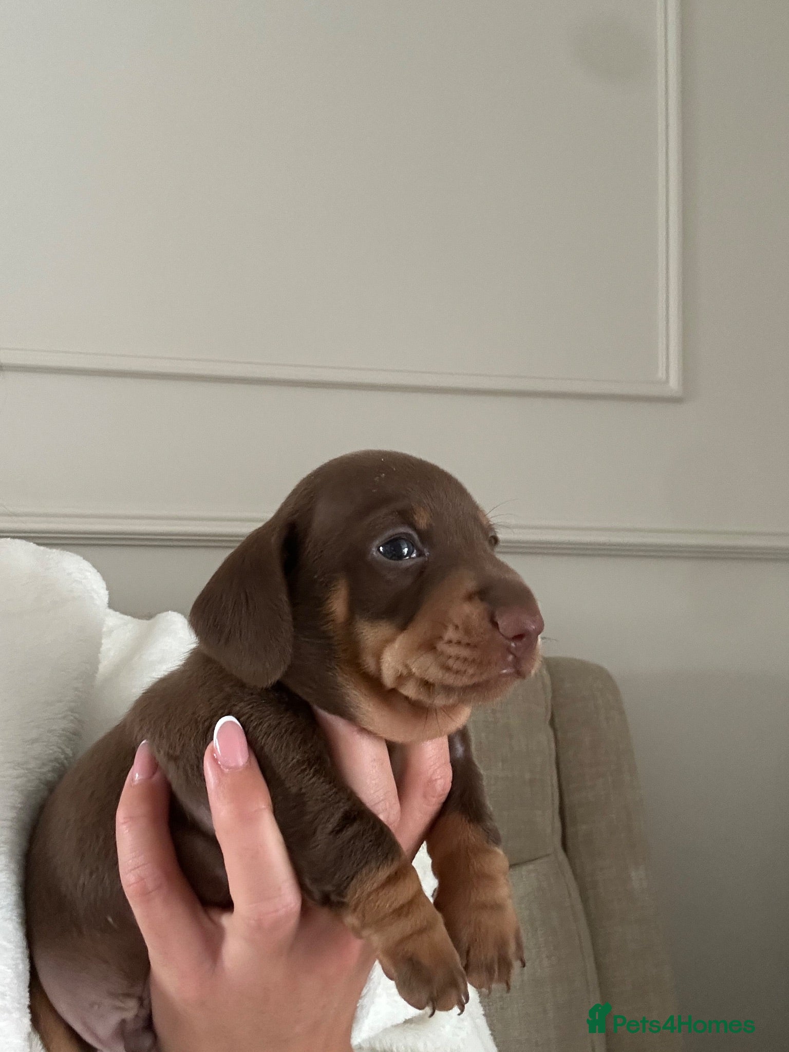 Miniature Dachshund dogs Kc reg miniature dachshund puppies  - Advert 8