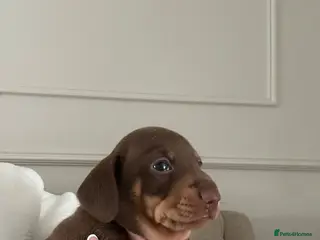Miniature Dachshund dogs Kc reg miniature dachshund puppies - Advert 6