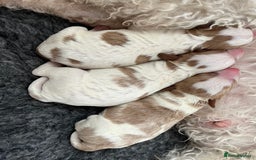 Cavapoo dogs for sale: One boy remaining  - Image 3