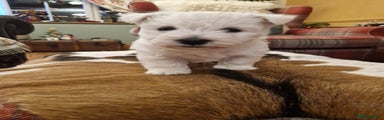 West Highland Terrier Puppy 1