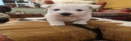 West Highland Terrier dogs for sale: WEST HIGHLAND TERRIER, BITCH PUPPIES X TWO. - Advert 6