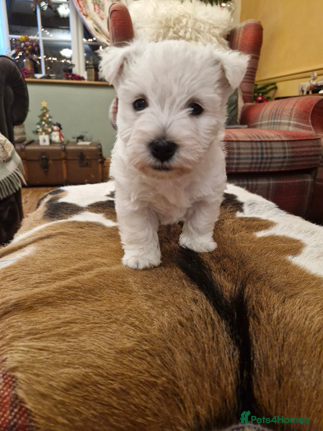 West Highland Terrier dogs for sale: WEST HIGHLAND TERRIER, BITCH PUPPIES X TWO. - Advert 6