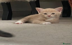 British Shorthair cats for sale: British shorthaired kittens - Image 4