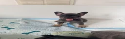 French Bulldog dogs for sale: French Bulldogs  - Advert 3