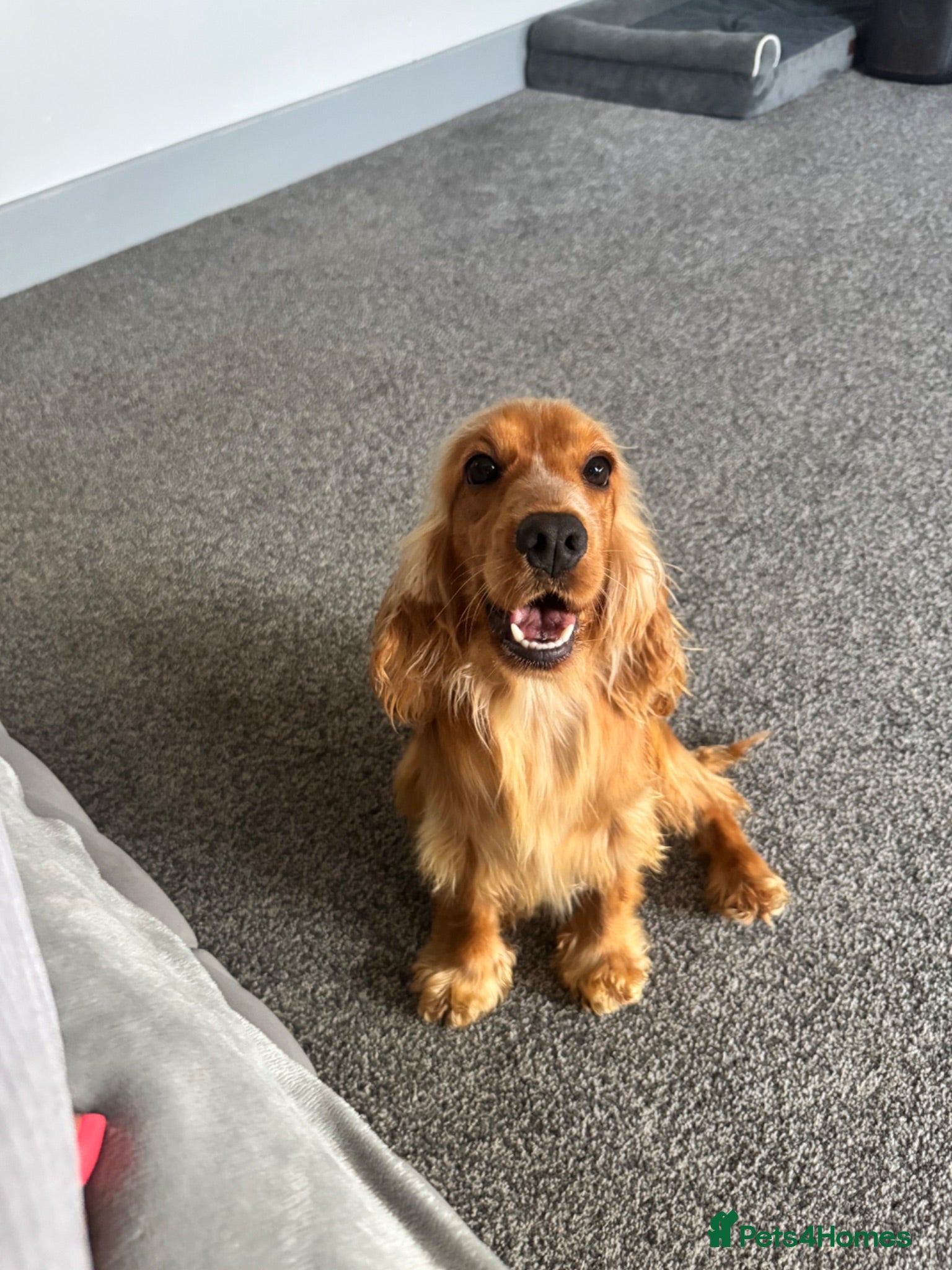Cocker Spaniel dogs Stunning 2 year old gold female show spaniel  - Advert 1