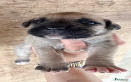 Cane Corso dogs for sale: cane corso puppy’s! - Image 3