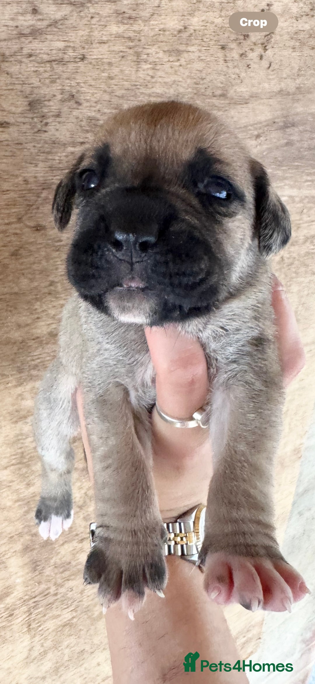 Cane Corso dogs for sale: cane corso puppy’s! - Image 3