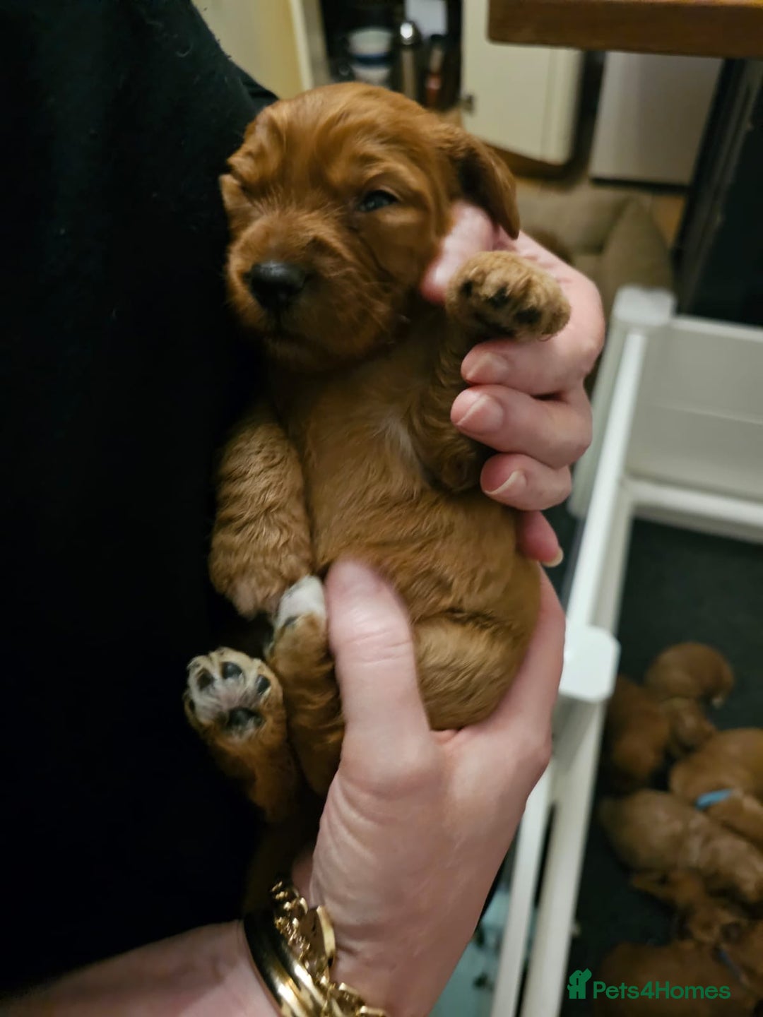 Australian Labradoodle dogs for sale: 100% Pure bred Australian Labradoodle - Advert 29