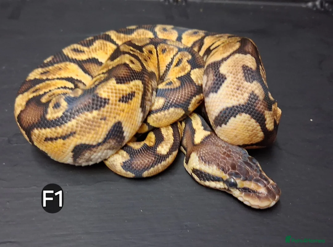 Python Snake reptiles for sale: Royal Pythons Male and Females  - Advert 1