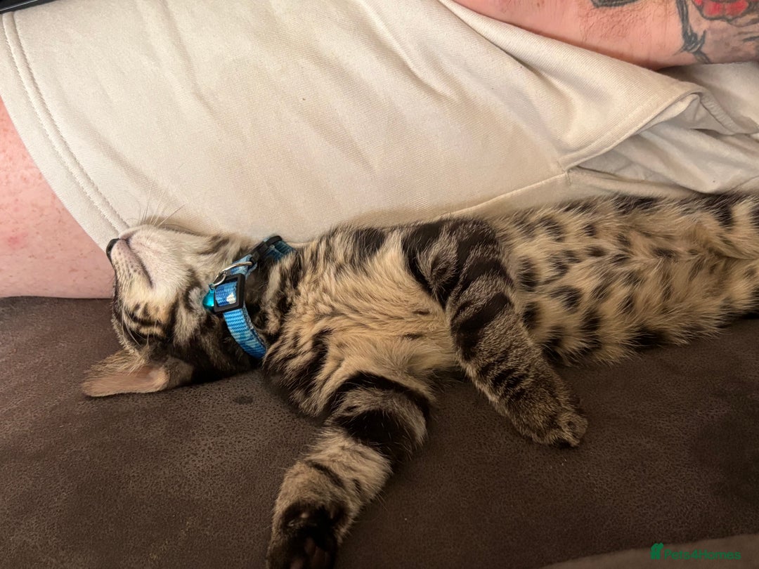 Bengal cats for sale: Half bengal boy kitten 16 weeks old  - Image 3