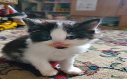 Mixed Breed cats for sale: Mixed breed kittens - Image 7