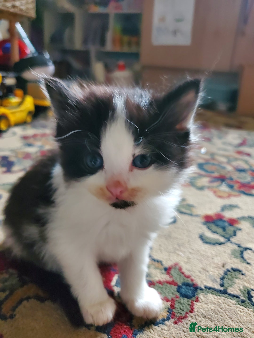 Mixed Breed cats for sale: Mixed breed kittens - Image 7