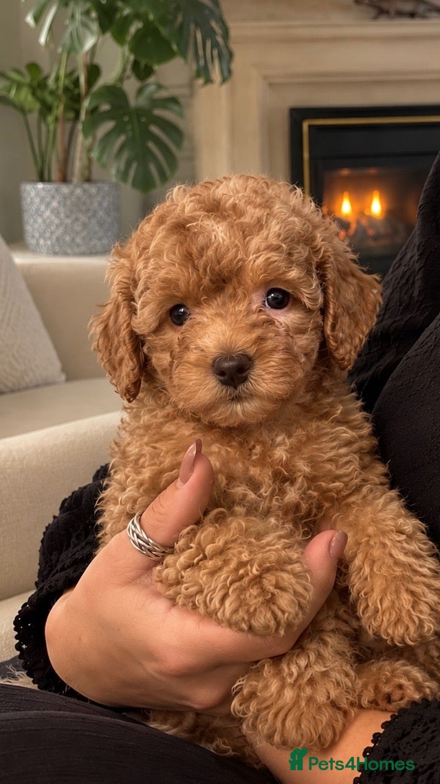 Toy Poodle dogs Beautiful Toy poodle puppies - Advert 2