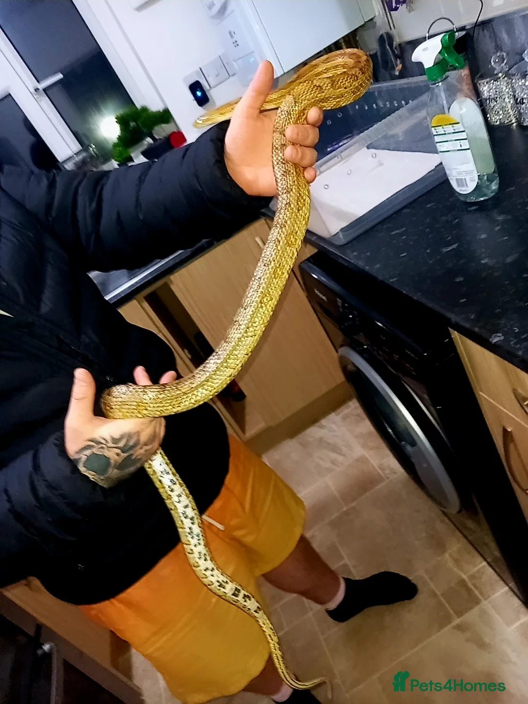 Corn Snake reptiles for sale: Corn snake  - Advert 2