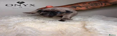 Onyx