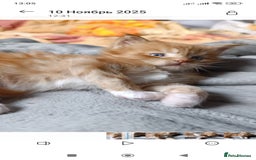 Maine Coon cats for sale: Maine Coon kitten Fire Red Marble Tabby and White - Image 15