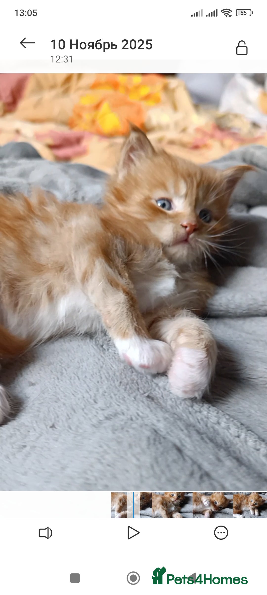 Maine Coon cats for sale: Maine Coon kitten Fire Red Marble Tabby and White - Image 15