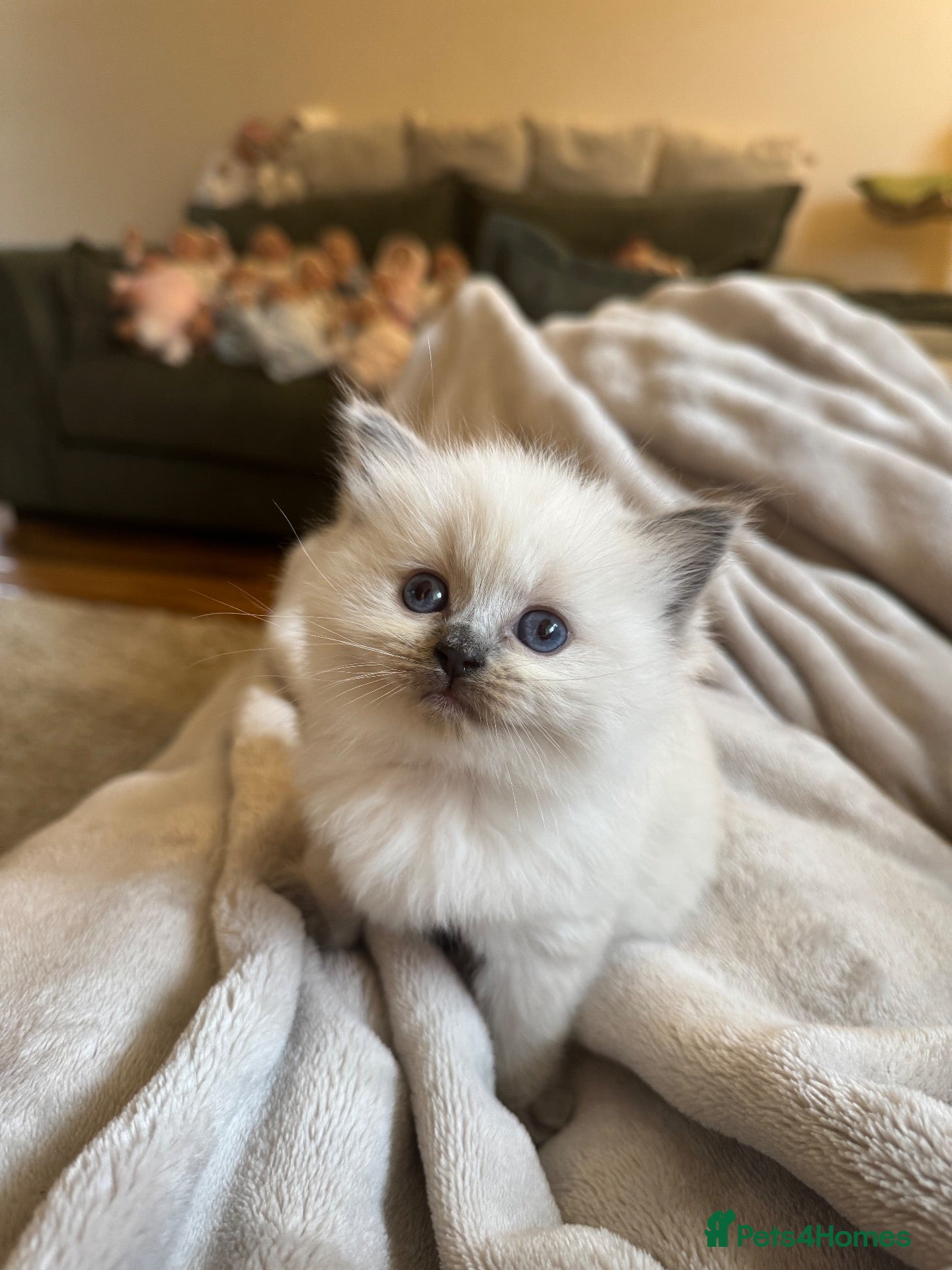 Ragdoll cats for sale: Beautiful Ragdoll kittens  - Advert 13