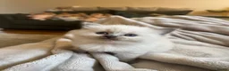 Ragdoll cats for sale: Beautiful Ragdoll kittens  - Advert 1