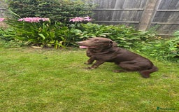 Labrador Retriever dogs for stud: Stud Labrador - Advert 8