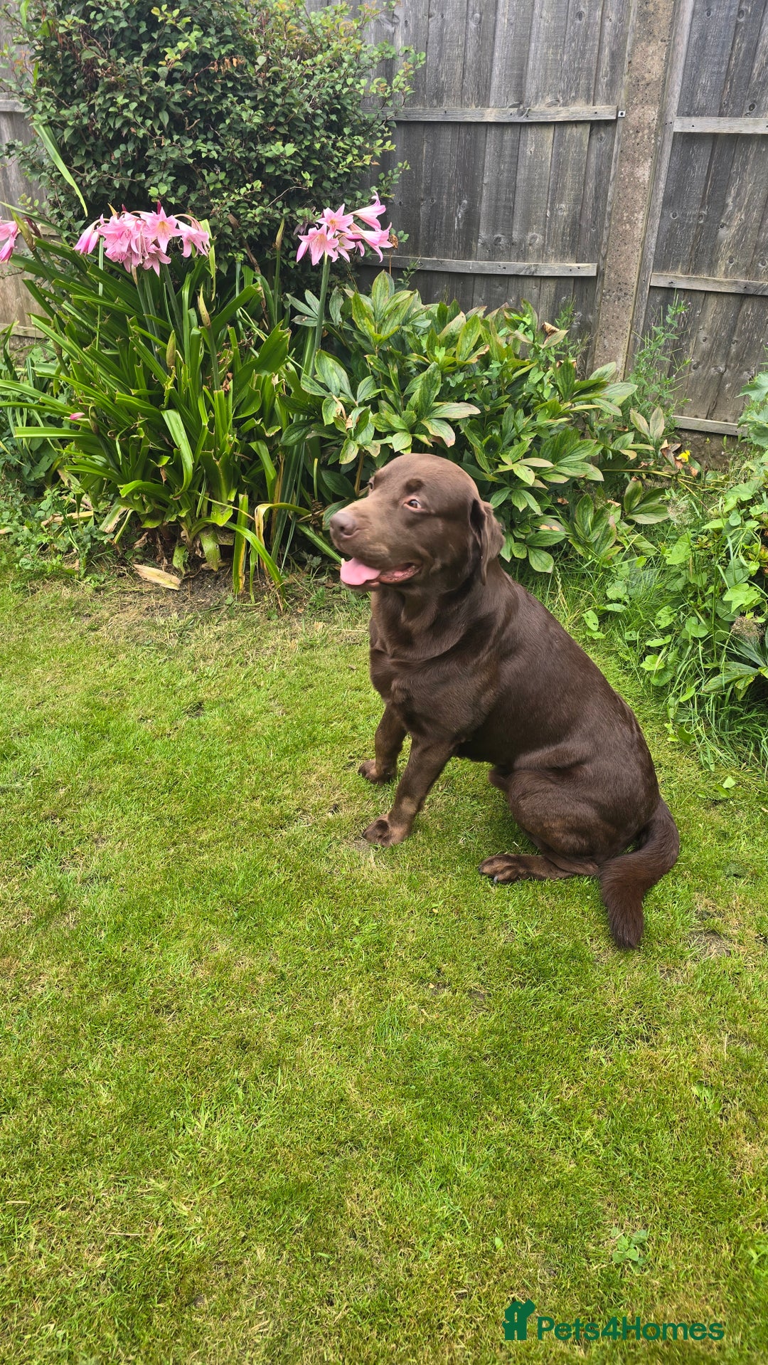 Labrador Retriever dogs for stud: Stud Labrador - Advert 8