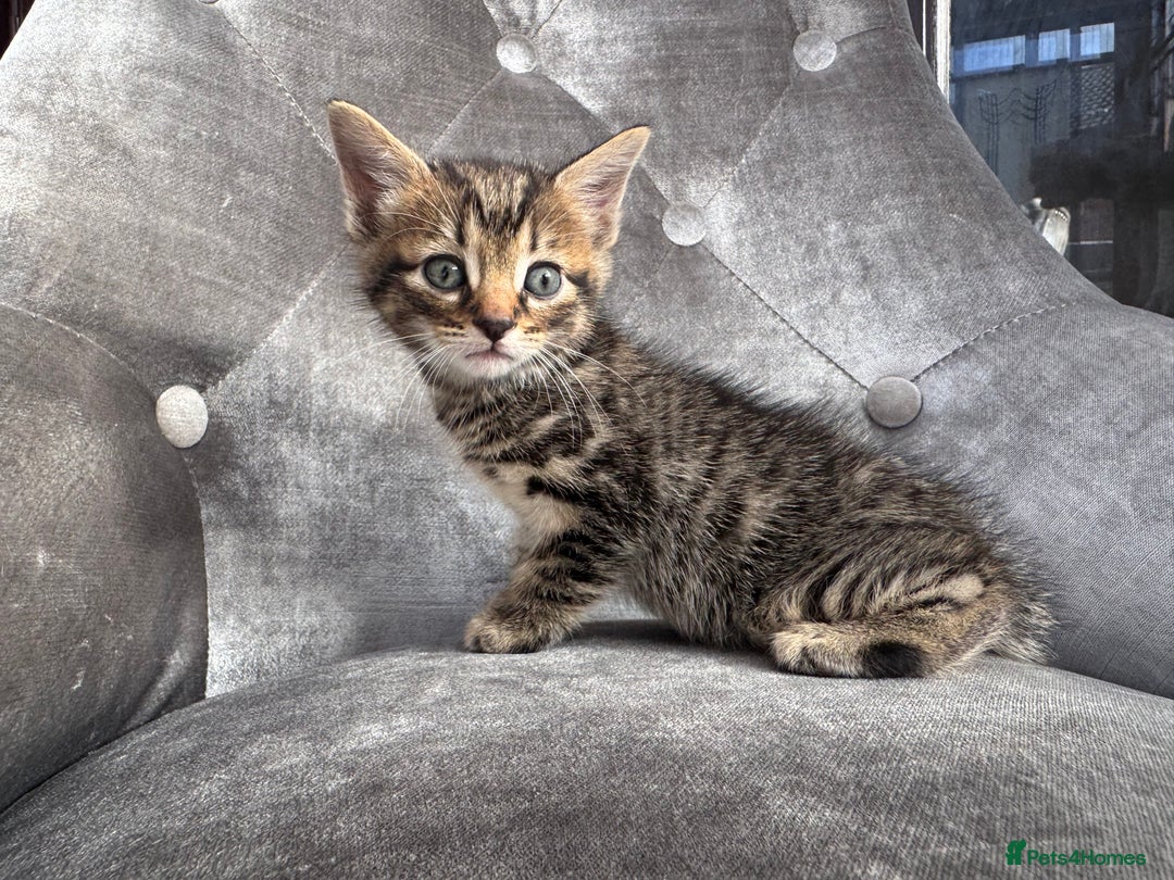 Mixed Breed cats for sale: 6 weeks old kittens - Image 4