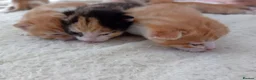 Mixed Breed cats for adoption: Rare female kittens - Advert 2