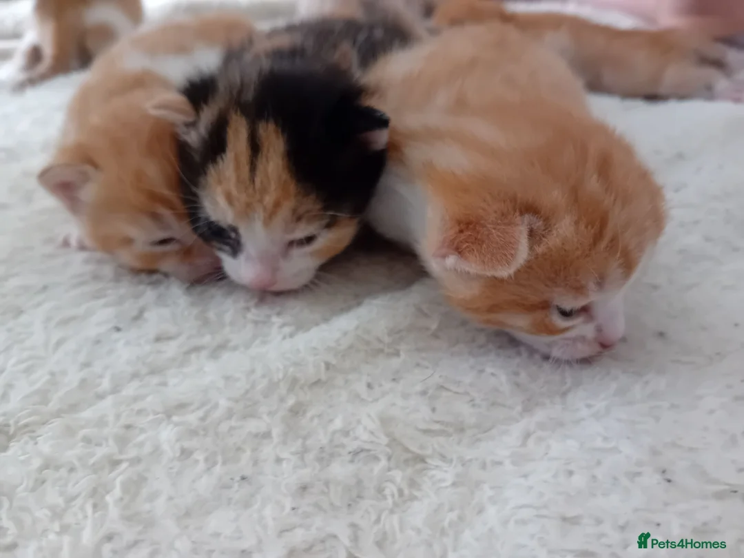 Mixed Breed cats for adoption: Rare female kittens - Advert 2