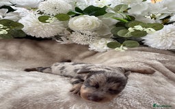Miniature Dachshund dogs for sale: ⭐️Beautiful litter Of Rainbow Dachshund Puppies⭐️ - Image 14