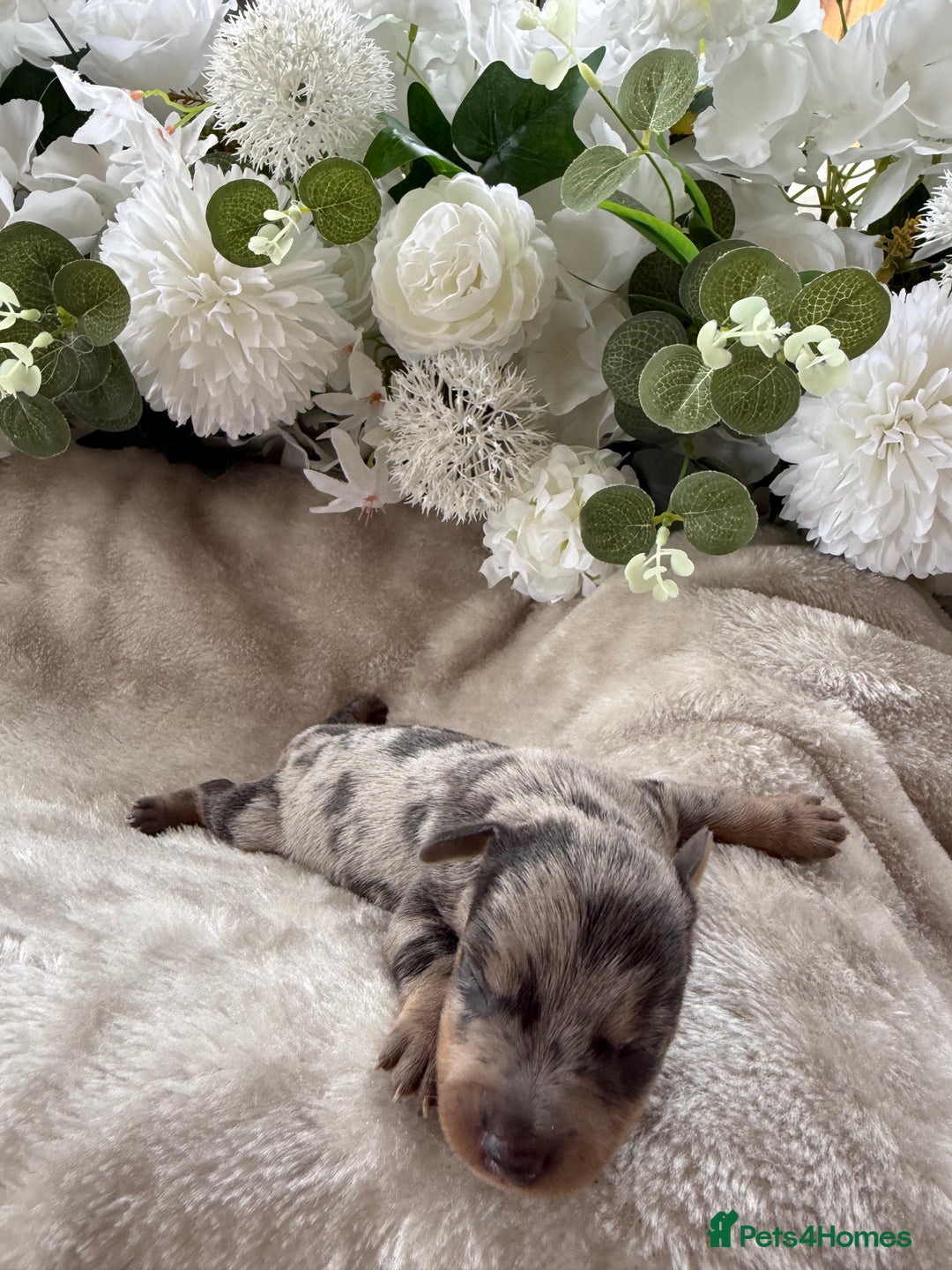 Miniature Dachshund dogs for sale: ⭐️Beautiful litter Of Rainbow Dachshund Puppies⭐️ - Image 14