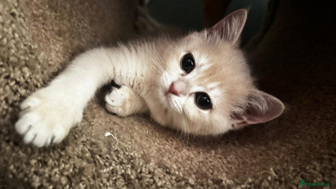 British Shorthair cats for sale: Ready 2 lovely girls AY12 and NY12 / Corin - Image 2