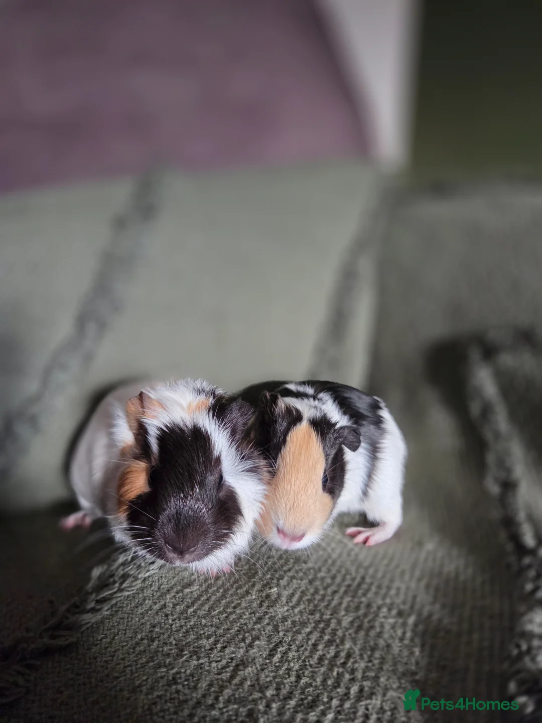 Guinea Pig rodents for sale: Gorgeous bonded brothers - Advert 7