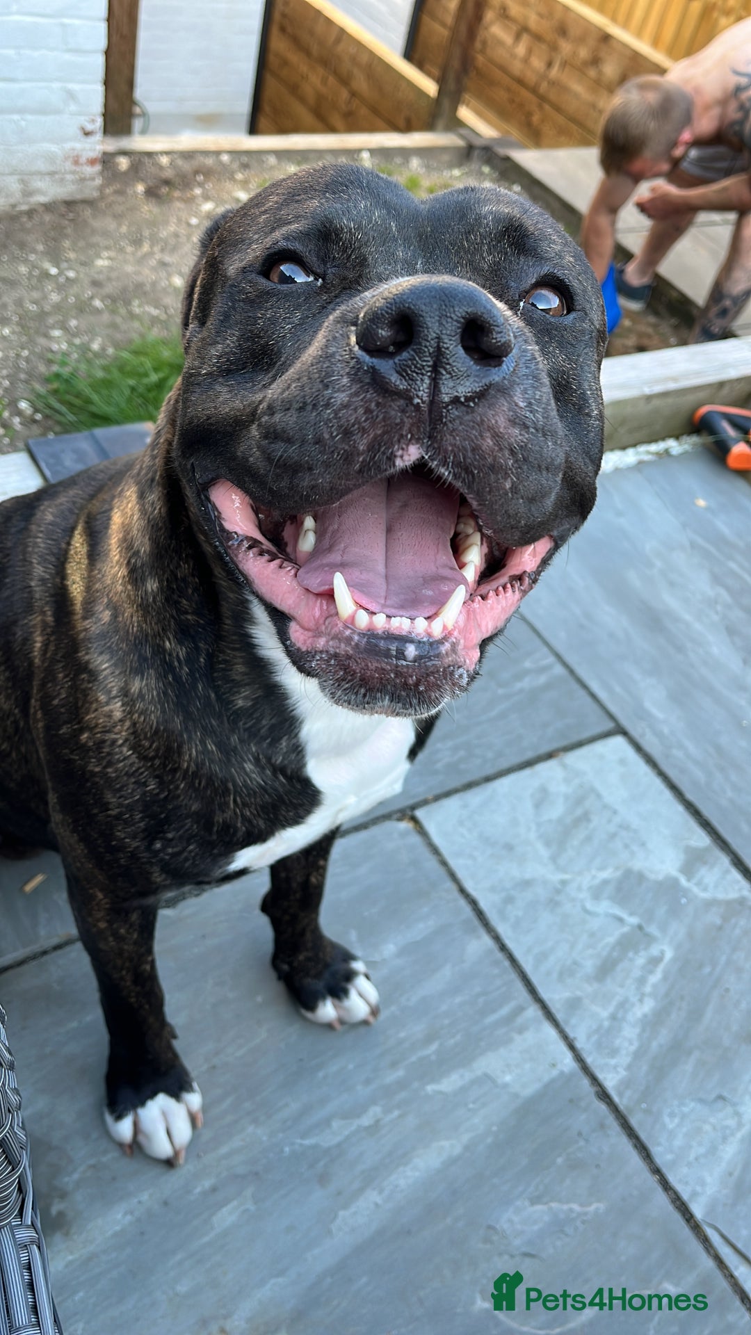 American Bull Staffy dogs for sale: 3 year old American Bull Staffy - Advert 4