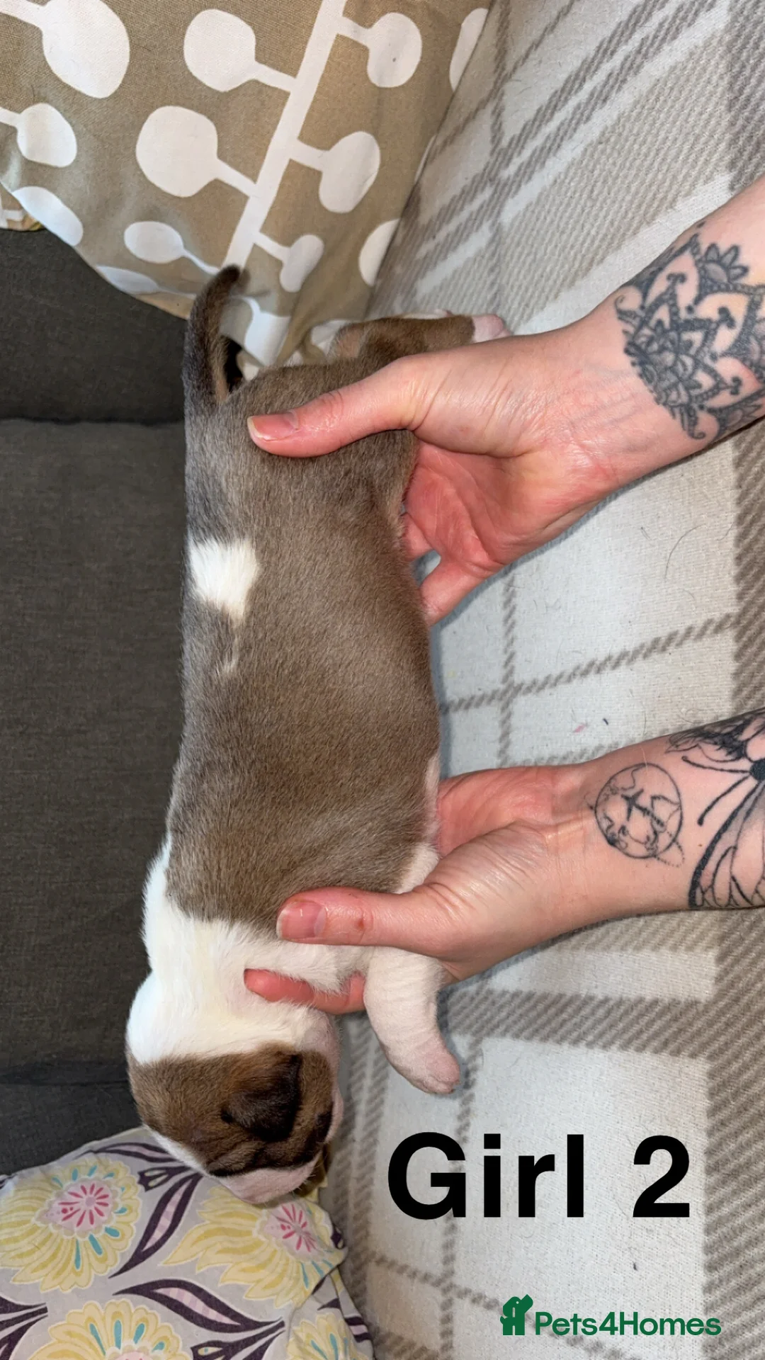 English Bull Terrier dogs for sale: KC registered English Bull Terrier Puppies - Advert 19