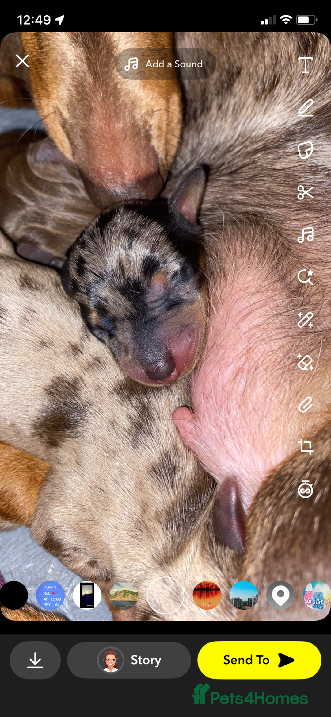Miniature Dachshund dogs for sale: Miniature dachshund  - Image 5