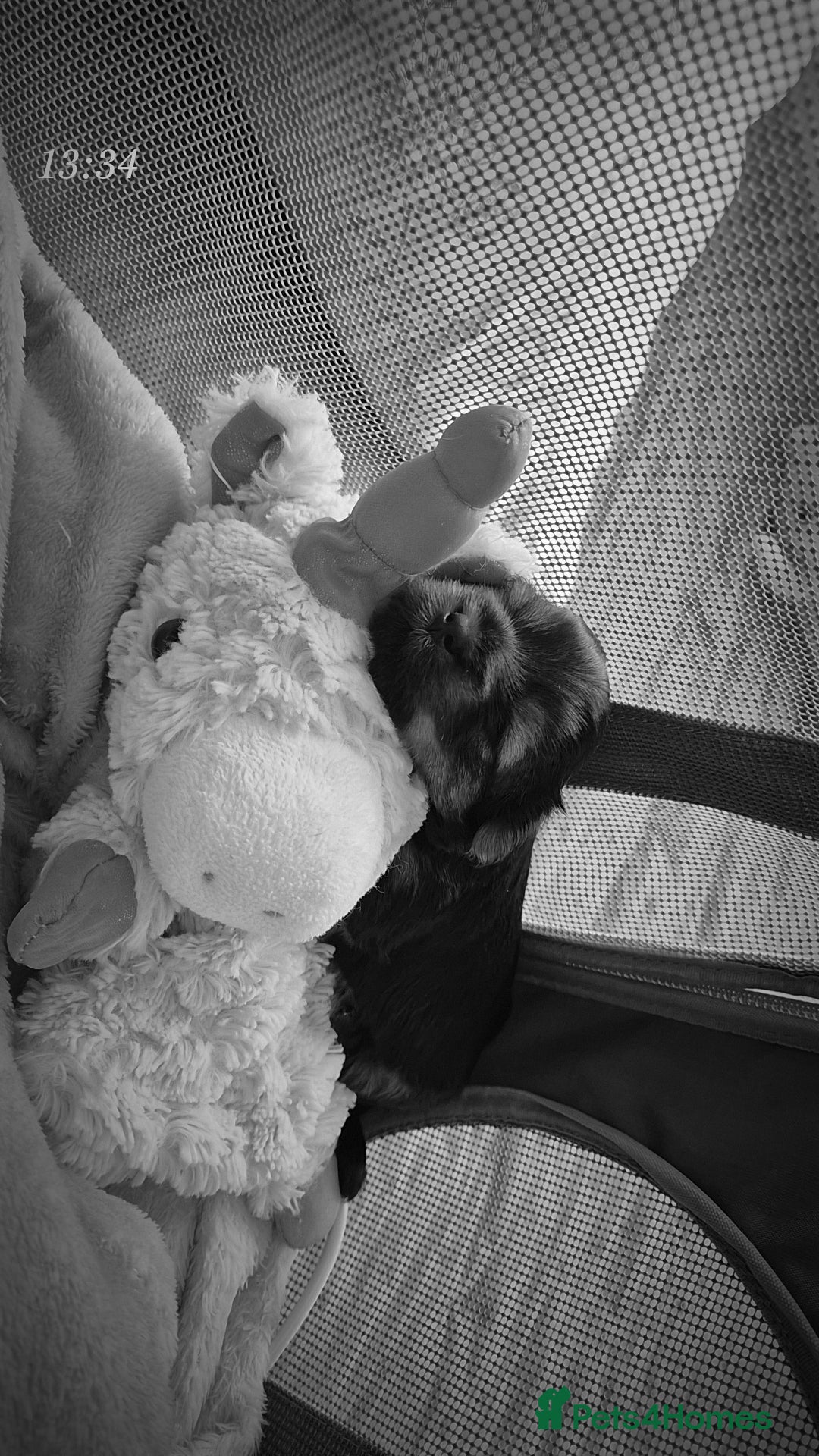 Yorkshire Terrier dogs for sale: Adorable Female Yorkie Puppy Looking for a Home 🌸 - Advert 11