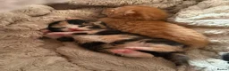 Mixed Breed cats for sale: Mixed breed female kittens  - Advert 2