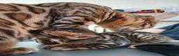Bengal cats for sale: Family raised TICA Bengal kittens - Advert 11