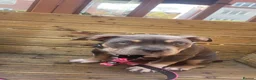 American Bully dogs for sale: Zena pocket bully  in Southport - Advert 2
